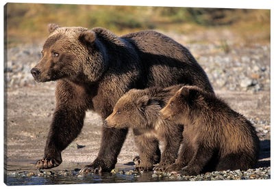 Grizzly Bear, Brown Bear, Sow With Cubs, Katmai National Park, Alaskan Peninsula Canvas Art Print - Grizzly Bear Art