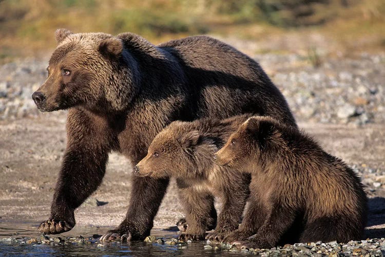 Grizzly Bear, Brown Bear, Sow With Cubs, Katmai National Park, Alaskan Peninsula