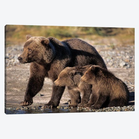 Grizzly Bear, Brown Bear, Sow With Cubs, Katmai National Park, Alaskan Peninsula Canvas Print #KAZ12} by Steve Kazlowski Canvas Art