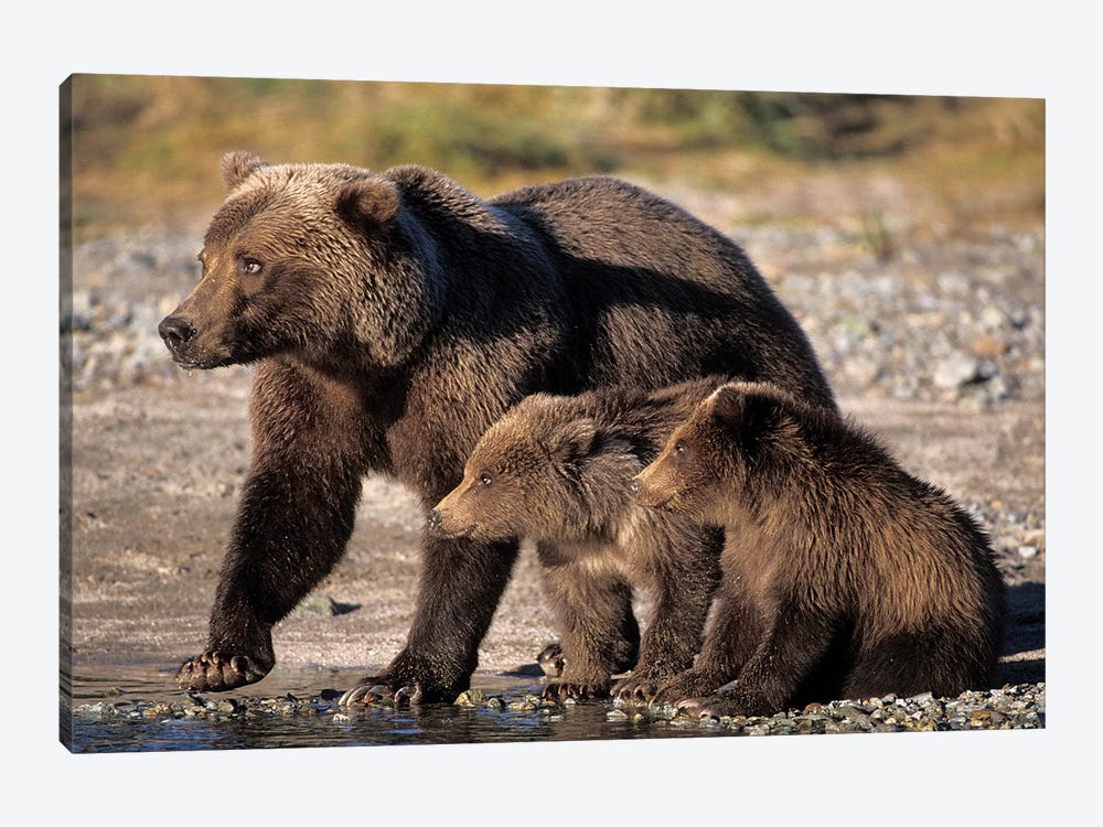 Grizzly Bear, Brown Bear, Sow With Cubs, Katmai National Park, Alaskan Peninsula by Steve Kazlowski 1-piece Canvas Artwork