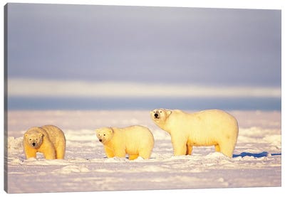 Polar Bear, Ursus Maritimus, Sows With Cubs On The Frozen 1002 Coastal Plain, Arctic National Wildlife Refuge, Alaska Canvas Art Print - Polar Bear Art