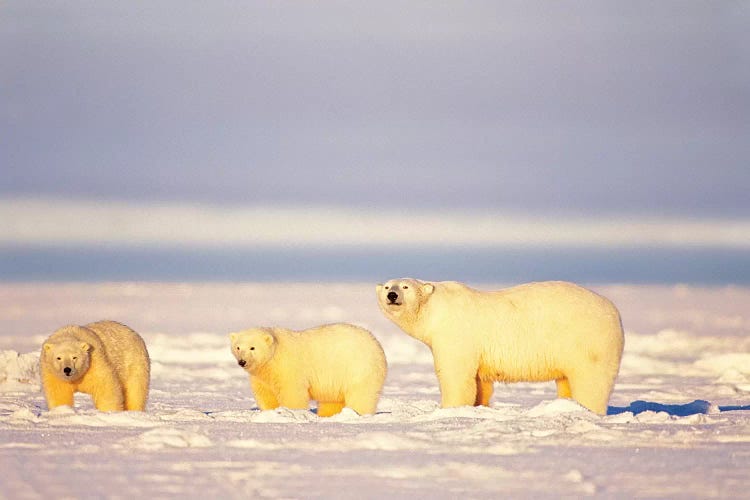 Polar Bear, Ursus Maritimus, Sows With Cubs On The Frozen 1002 Coastal Plain, Arctic National Wildlife Refuge, Alaska