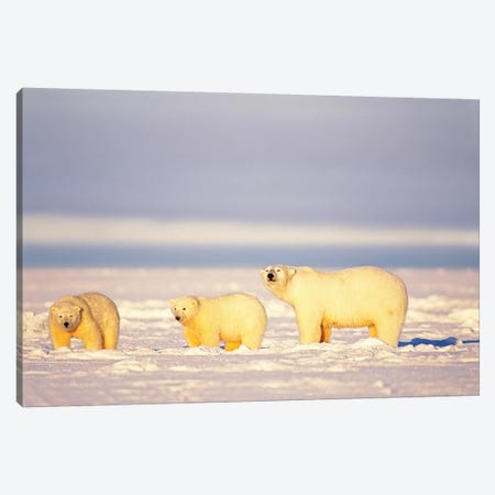 Polar Bear, Ursus Maritimus, Sows With Cubs On The Frozen 1002 Coastal Plain, Arctic National Wildlife Refuge, Alaska Canvas Print #KAZ13} by Steve Kazlowski Canvas Artwork