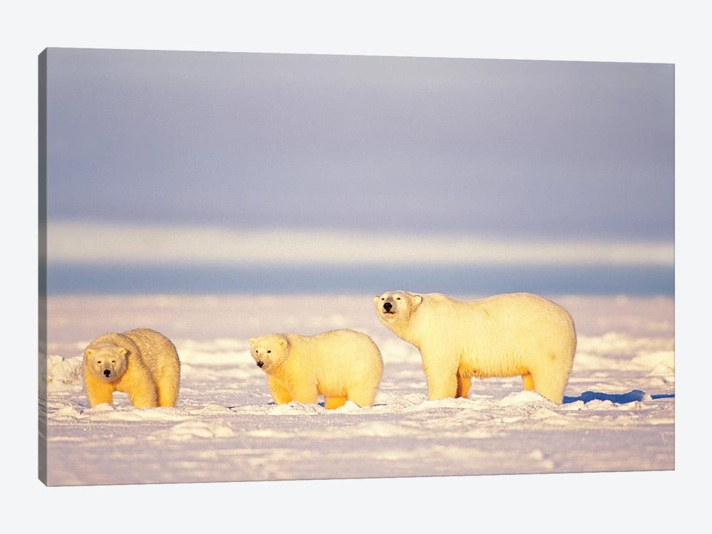 Polar Bear, Ursus Maritimus, Sows With Cubs On The Frozen 1002 Coastal Plain, Arctic National Wildlife Refuge, Alaska by Steve Kazlowski 1-piece Canvas Art Print