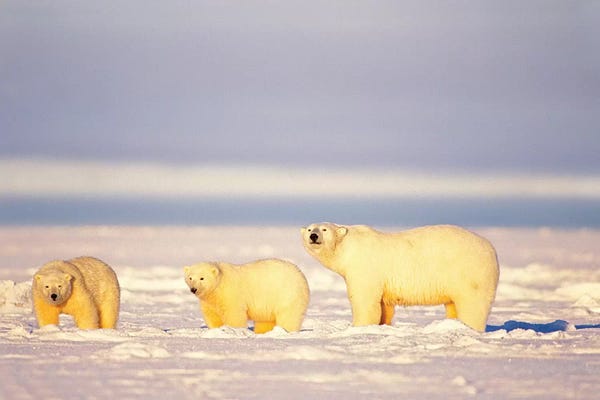 Polar Bear, Ursus Maritimus, Sows With Cubs On The Frozen 1002 Coastal Plain, Arctic National Wildlife Refuge, Alaska