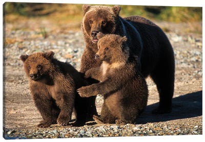 Brown Bear, Grizzly Bear, Sow With Cubs On Coast Of Katmai Np, Alaskan Peninsula Canvas Art Print - Grizzly Bear Art