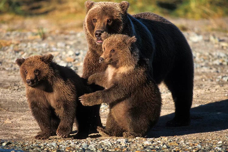 Brown Bear, Grizzly Bear, Sow With Cubs On Coast Of Katmai Np, Alaskan Peninsula