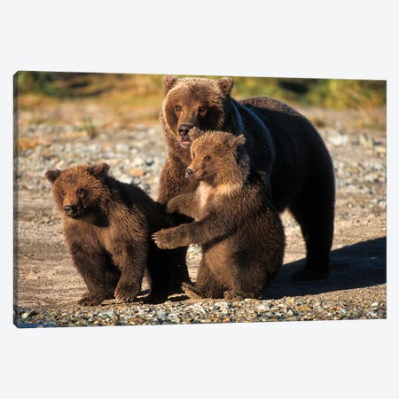 Brown Bear, Grizzly Bear, Sow With Cubs On Coast Of Katmai Np, Alaskan Peninsula Canvas Print #KAZ14} by Steve Kazlowski Art Print