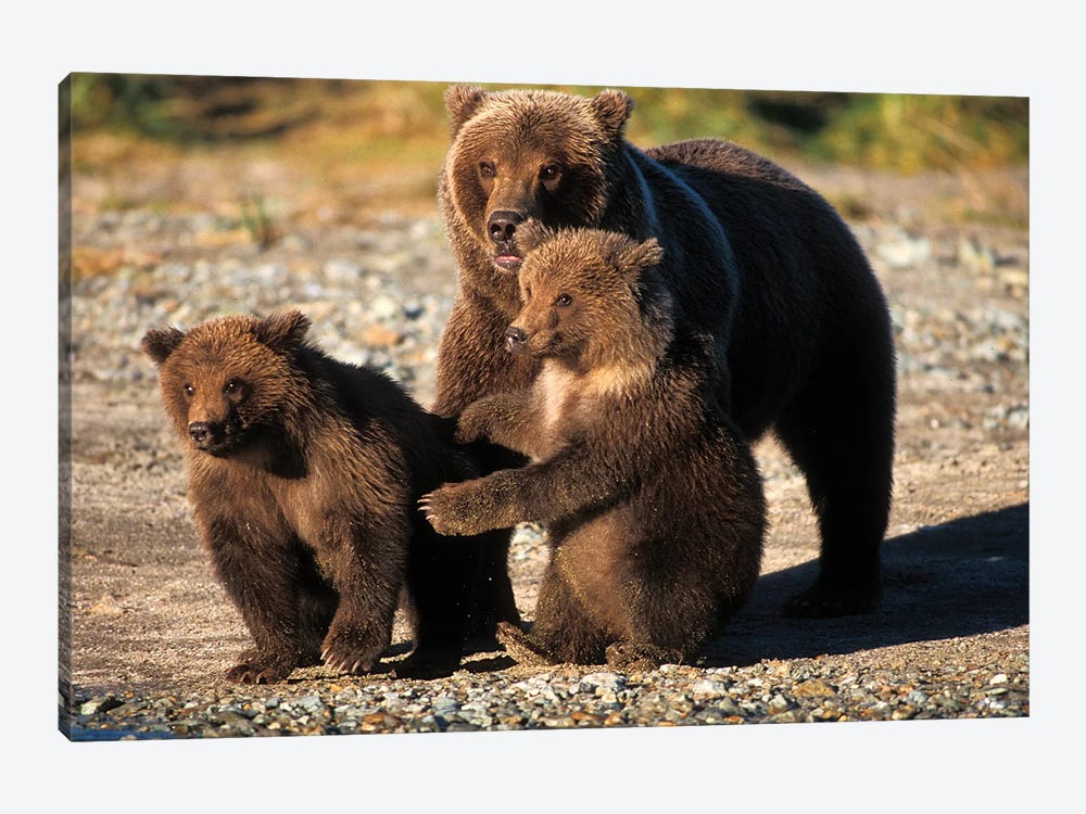 Brown Bear, Grizzly Bear, Sow With Cubs On Coast Of Katmai Np, Alaskan Peninsula by Steve Kazlowski 1-piece Canvas Art