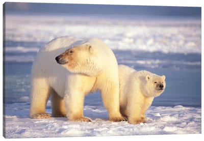 Polar Bear Sow With Cub On Pack Ice Of Coastal Plain, 1002 Area Of The Arctic National Wildlife Refuge, Alaska Canvas Art Print - Polar Bear Art