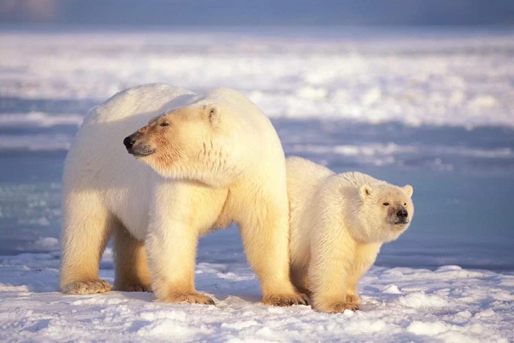 Polar Bear Sow With Cub On Pack Ice Of Coastal Plain, 1002 Area Of The Arctic National Wildlife Refuge, Alaska