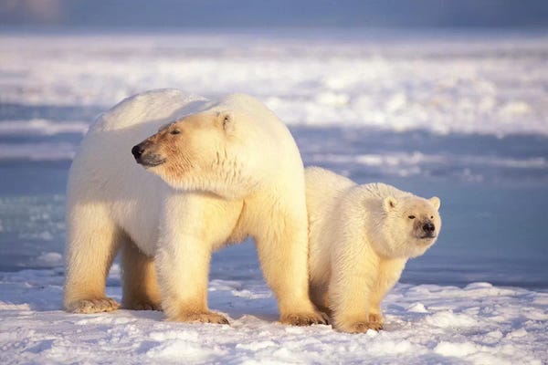 Polar Bear Sow With Cub On Pack Ice Of Coastal Plain, 1002 Area Of The Arctic National Wildlife Refuge, Alaska