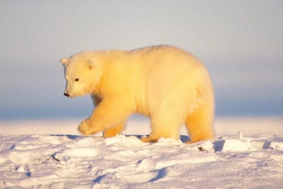 Polar Bear Cub Walking On The Ice, Area 1002, Coastal Plain, Arctic National Wildlife Refuge by Steve Kazlowski art print