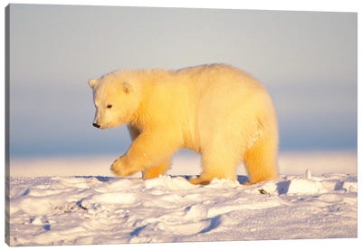 Polar Bear Cub Walking On The Ice, Area 1002, Coastal Plain, Arctic National Wildlife Refuge Canvas Art Print - Polar Bear Art