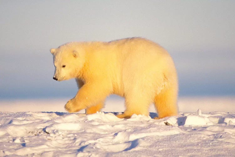 Polar Bear Cub Walking On The Ice, Area 1002, Coastal Plain, Arctic National Wildlife Refuge