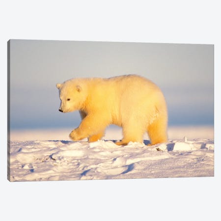 Polar Bear Cub Walking On The Ice, Area 1002, Coastal Plain, Arctic National Wildlife Refuge Canvas Print #KAZ16} by Steve Kazlowski Canvas Print