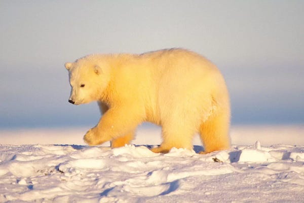 Steve Kazlowski: Polar Bear Cub Walking On The Ice, Area 1002, Coastal Plain, Arctic National Wildlife Refuge by Steve Kazlowski