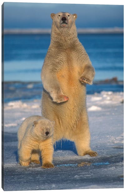 Polar Bear Sow With Cub Stands To Assess Any Danger On The Pack Ice, Arctic National Wildlife Refuge, Alaska Canvas Art Print - Polar Bear Art