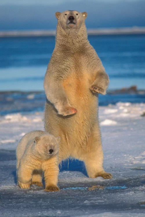 Polar Bear Sow With Cub Stands To Assess Any Danger On The Pack Ice, Arctic National Wildlife Refuge, Alaska