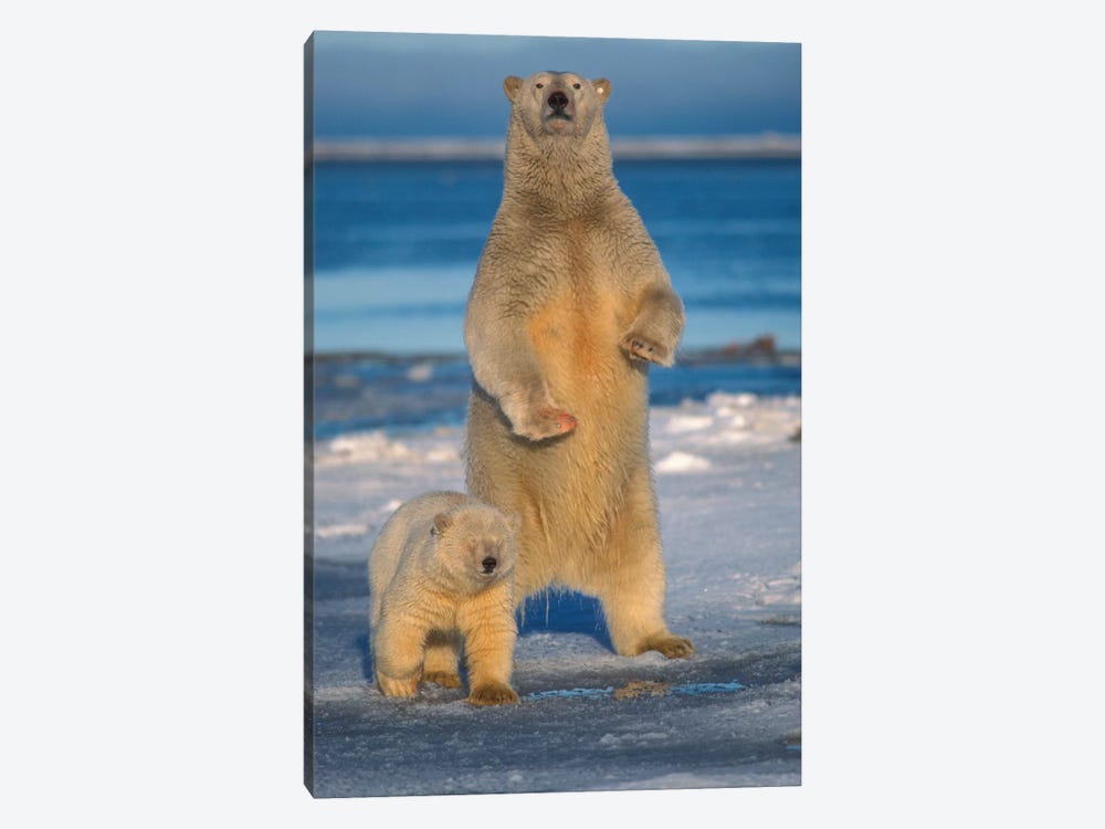 Polar Bear Sow With Cub Stands To Assess Any Danger On The Pack Ice, Arctic National Wildlife Refuge, Alaska by Steve Kazlowski 1-piece Art Print
