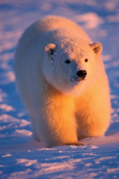 Steve Kazlowski: Polar Bear, Ursus Maritimus, Cub On The Pack Ice At Sunset, 1002 Area Of The Arctic National Wildlife Refuge, Alaska by Steve Kazlowski