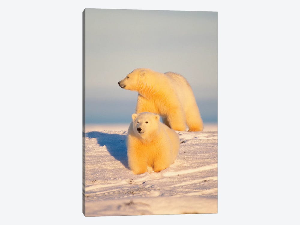 Polar Bear Sow With Cub, Area 1002, Coastal Plain, Arctic National Wildlife Refuge by Steve Kazlowski 1-piece Canvas Print