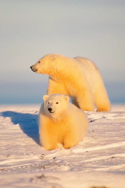 Alaska: Polar Bear Sow With Cub, Area 1002, Coastal Plain, Arctic National Wildlife Refuge by Steve Kazlowski