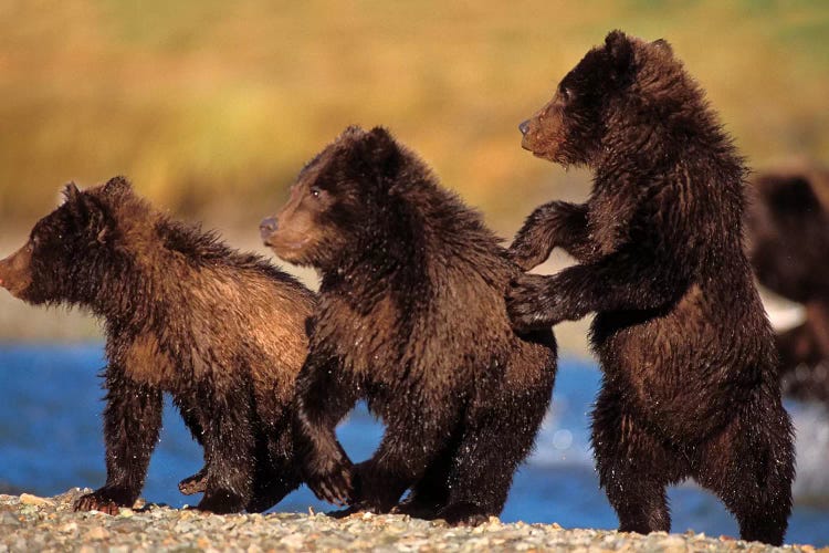 Three Grizzly Cubs Cautiously Wait For Their Mother Streamside, Katmai National Park & Preserve