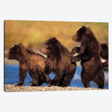 Three Grizzly Cubs Cautiously Wait For Their Mother Streamside, Katmai National Park & Preserve Canvas Print #KAZ20} by Steve Kazlowski Art Print