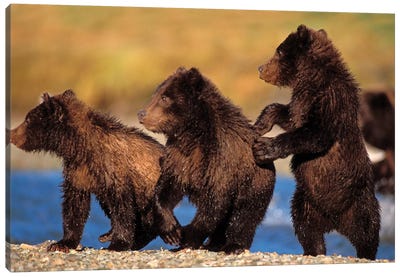 Three Grizzly Cubs Cautiously Wait For Their Mother Streamside, Katmai National Park & Preserve Canvas Art Print - Alaska Art