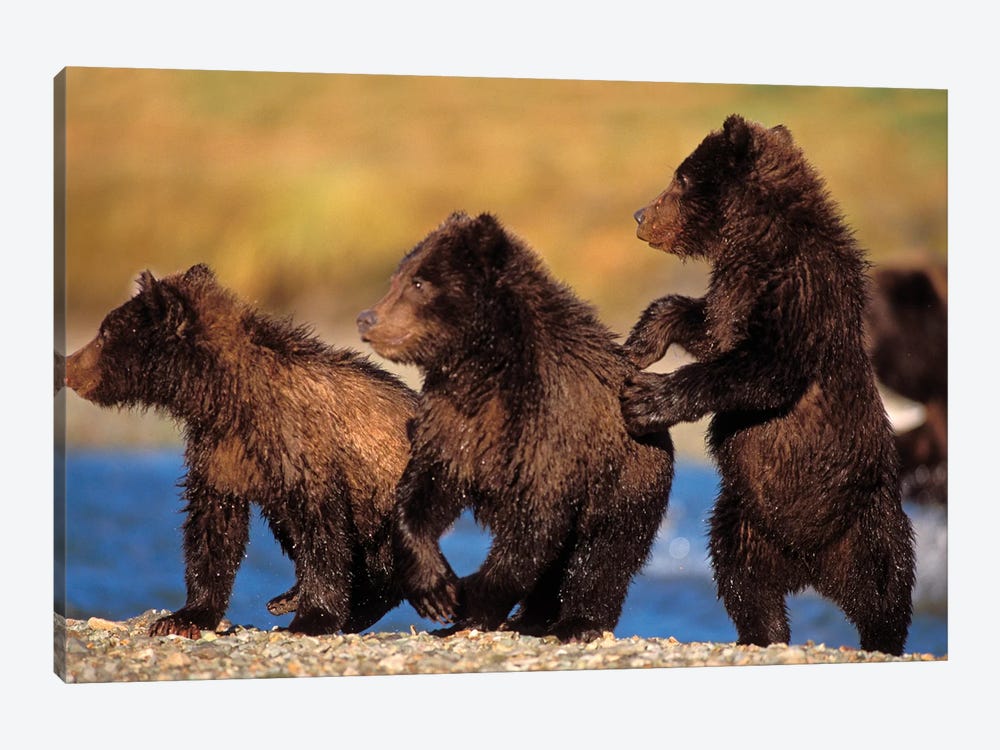 Three Grizzly Cubs Cautiously Wait For Their Mother Streamside, Katmai National Park & Preserve by Steve Kazlowski 1-piece Canvas Art Print