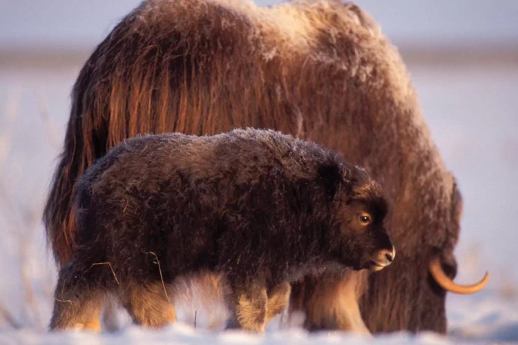 Muskox, Ovibos Moschatus, Cow And Newborn Calf On The Central Arctic Coastal Plain, North Slope Of The Brooks Range, Alaska