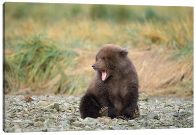 Brown Bear, Ursus Arctos, Grizzly Bear, Ursus Horribils, Cub Yawning With Mosquitos Surrounding It, Katmai National Park, Alaska Canvas Art Print - Grizzly Bear Art