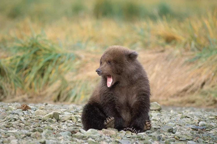 Brown Bear, Ursus Arctos, Grizzly Bear, Ursus Horribils, Cub Yawning With Mosquitos Surrounding It, Katmai National Park, Alaska