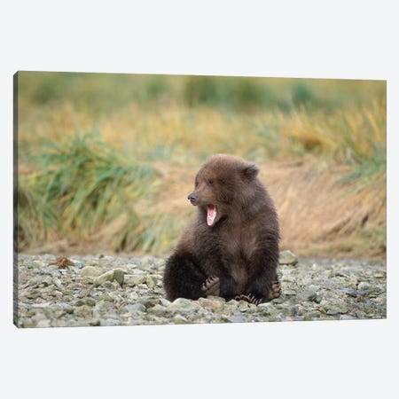Brown Bear, Ursus Arctos, Grizzly Bear, Ursus Horribils, Cub Yawning With Mosquitos Surrounding It, Katmai National Park, Alaska Canvas Print #KAZ22} by Steve Kazlowski Canvas Art Print