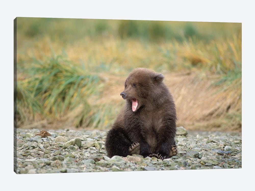 Brown Bear, Ursus Arctos, Grizzly Bear, Ursus Horribils, Cub Yawning With Mosquitos Surrounding It, Katmai National Park, Alaska by Steve Kazlowski 1-piece Art Print