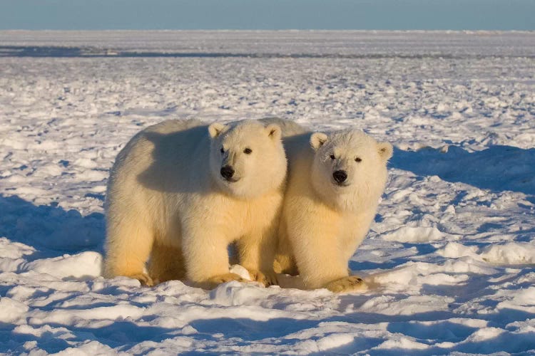 Polar Bear, Ursus Maritimus, Cubs Play, 1002 Coastal Plain Of The Arctic National Wildlife Refuge, Alaska