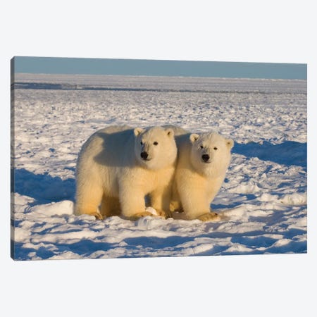 Polar Bear, Ursus Maritimus, Cubs Play, 1002 Coastal Plain Of The Arctic National Wildlife Refuge, Alaska Canvas Print #KAZ23} by Steve Kazlowski Canvas Art Print