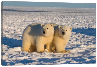 Polar Bear, Ursus Maritimus, Cubs Play, 1002 Coastal Plain Of The Arctic National Wildlife Refuge, Alaska Canvas Art Print
