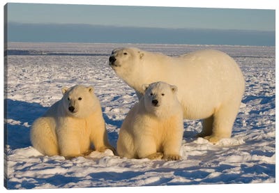 Polar Bear, Ursus Maritimus, Sow With Cubs On The Pack Ice, 1002 Coastal Plain Of The Arctic National Wildlife Refuge, Alaska Canvas Art Print - Polar Bear Art