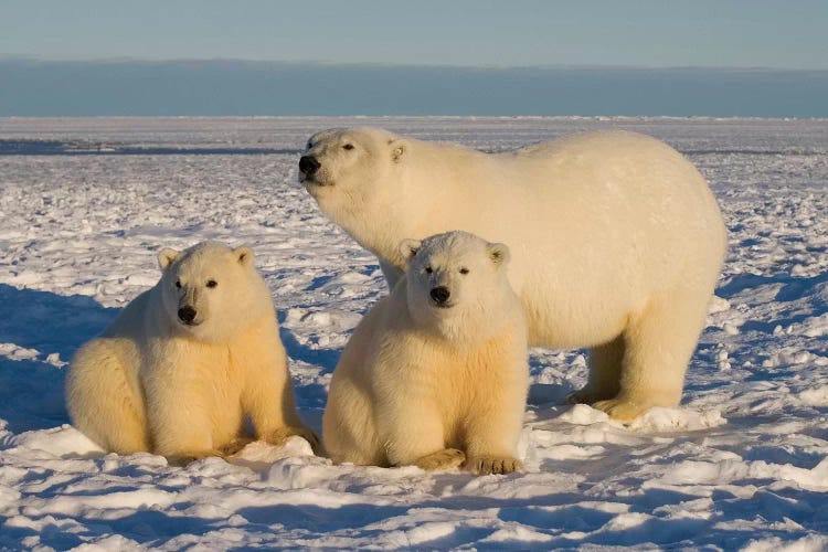 Polar Bear, Ursus Maritimus, Sow With Cubs On The Pack Ice, 1002 Coastal Plain Of The Arctic National Wildlife Refuge, Alaska