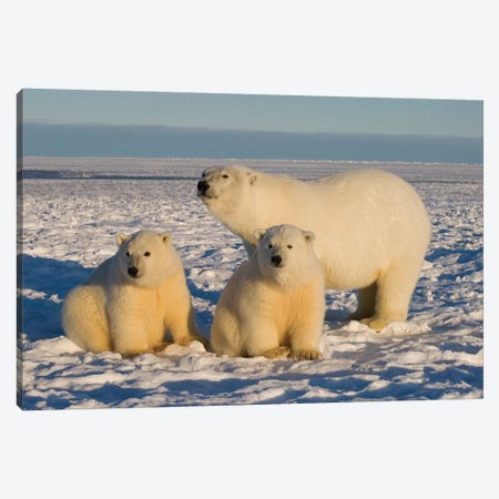Polar Bear, Ursus Maritimus, Sow With Cubs On The Pack Ice, 1002 Coastal Plain Of The Arctic National Wildlife Refuge, Alaska Canvas Print #KAZ24} by Steve Kazlowski Canvas Wall Art