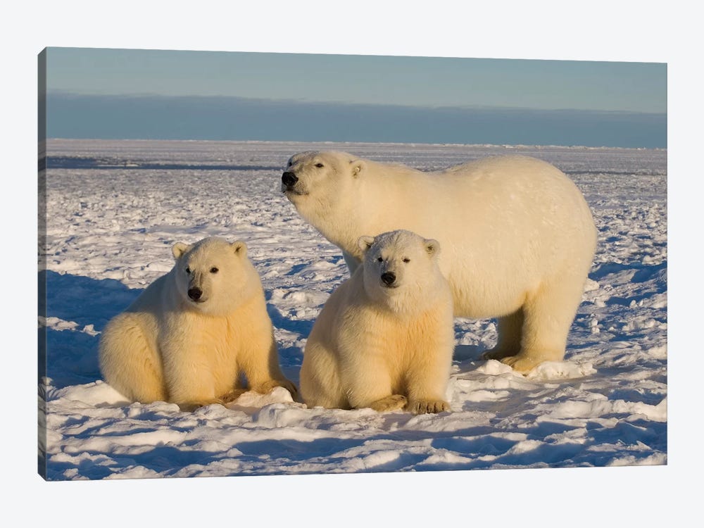 Polar Bear, Ursus Maritimus, Sow With Cubs On The Pack Ice, 1002 Coastal Plain Of The Arctic National Wildlife Refuge, Alaska by Steve Kazlowski 1-piece Canvas Print