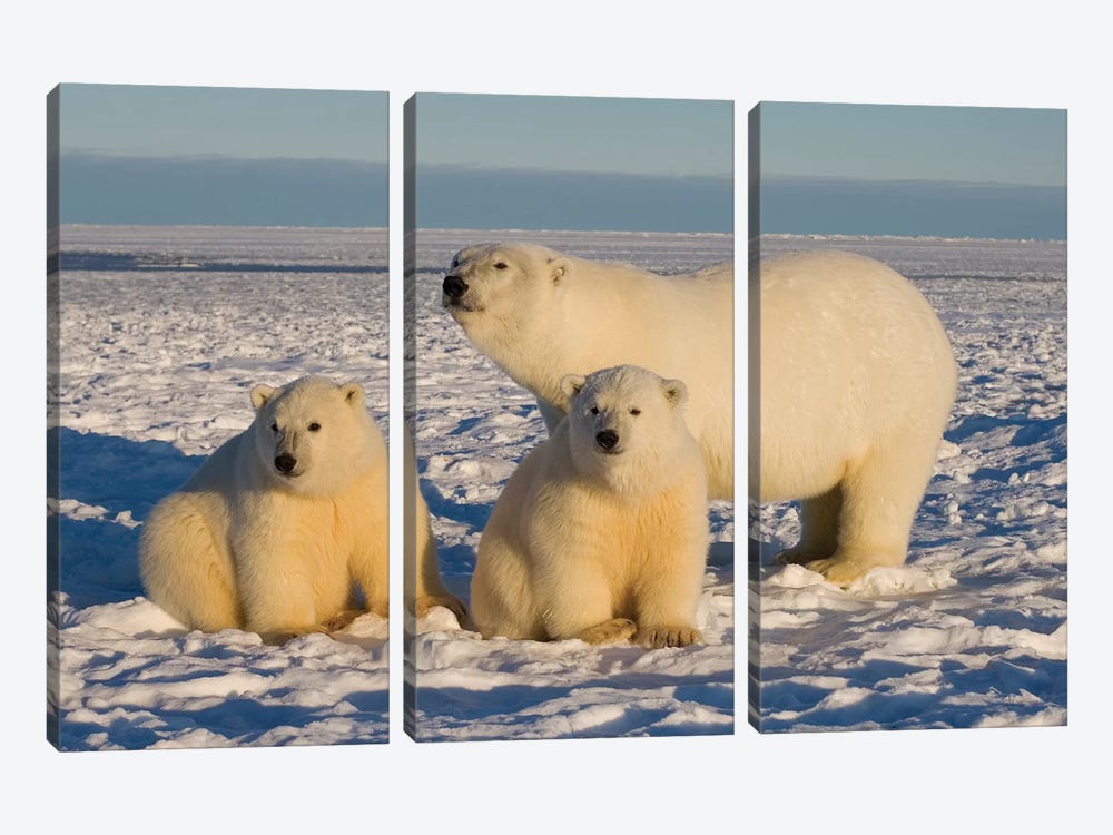 Polar Bear, Ursus Maritimus, Sow With Cubs On The Pack Ice, 1002 Coastal Plain Of The Arctic National Wildlife Refuge, Alaska by Steve Kazlowski 3-piece Art Print