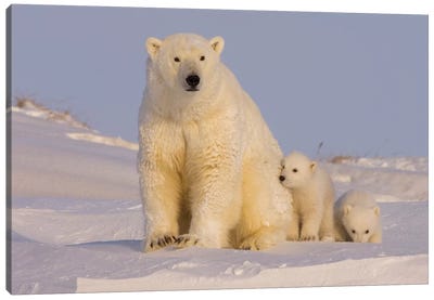 Polar Bear Sow With Newborn Cubs Newly Emerged From Their Den, Arctic National Wildlife Refuge Canvas Art Print - Polar Bear Art