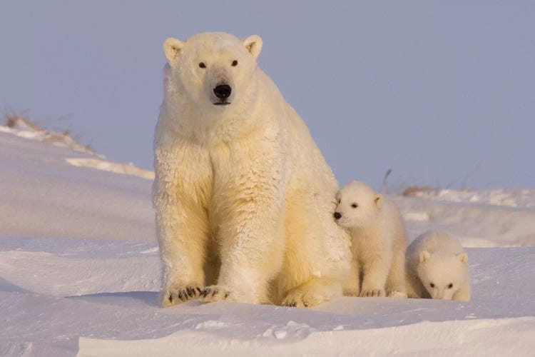 Polar Bear Sow With Newborn Cubs Newly Emerged From Their Den, Arctic National Wildlife Refuge