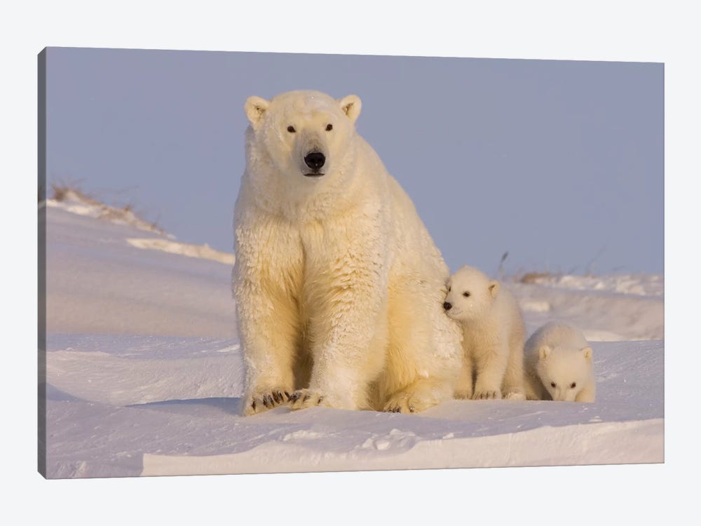 Polar Bear Sow With Newborn Cubs Newly Emerged From Their Den, Arctic National Wildlife Refuge by Steve Kazlowski 1-piece Canvas Wall Art