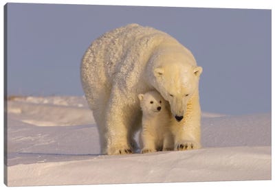 Polar Bear Sow With Newborn Cubs Newly Emerged From Their Den, Mouth Of Canning River, ANWR, Alaska Canvas Art Print - Polar Bear Art