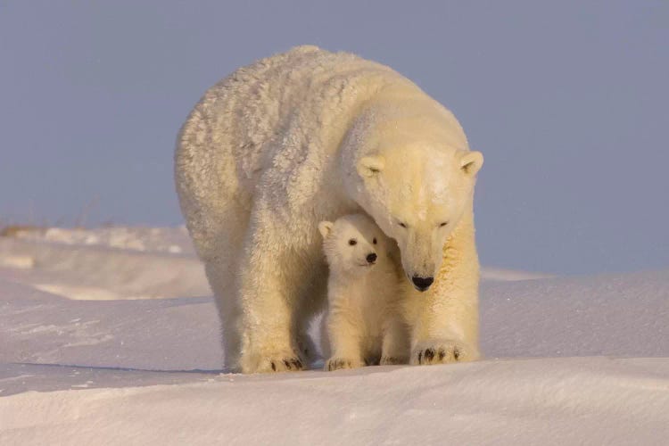 Polar Bear Sow With Newborn Cubs Newly Emerged From Their Den, Mouth Of Canning River, ANWR, Alaska