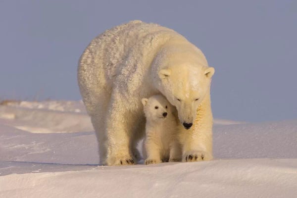 Steve Kazlowski: Polar Bear Sow With Newborn Cubs Newly Emerged From Their Den, Mouth Of Canning River, ANWR, Alaska by Steve Kazlowski